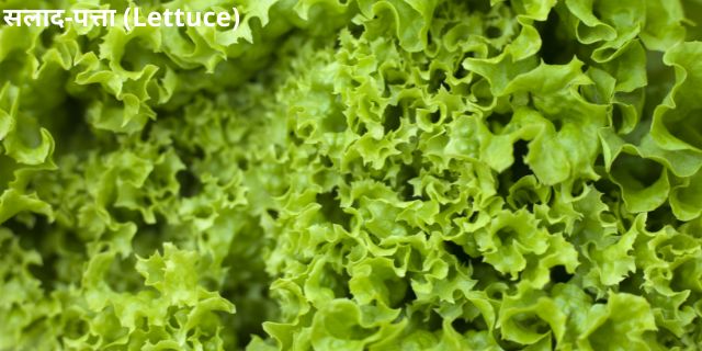 this is image of lettuce-salad pata