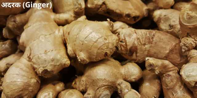 image of अदरक (Ginger)