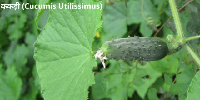 image of ककड़ी (Cucumis Utilissimus)