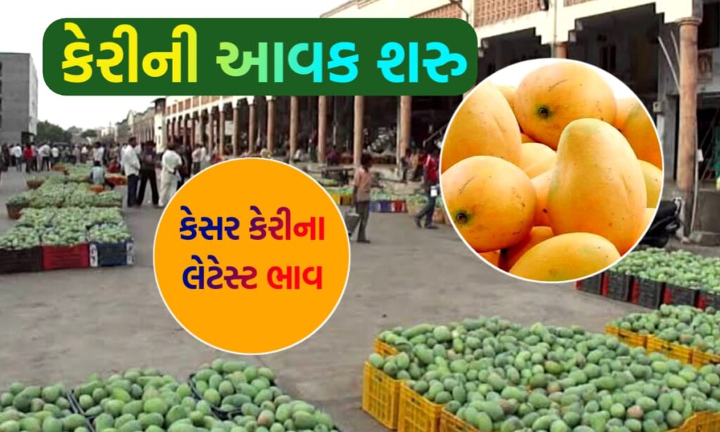 કેરીના ભાવ 2024